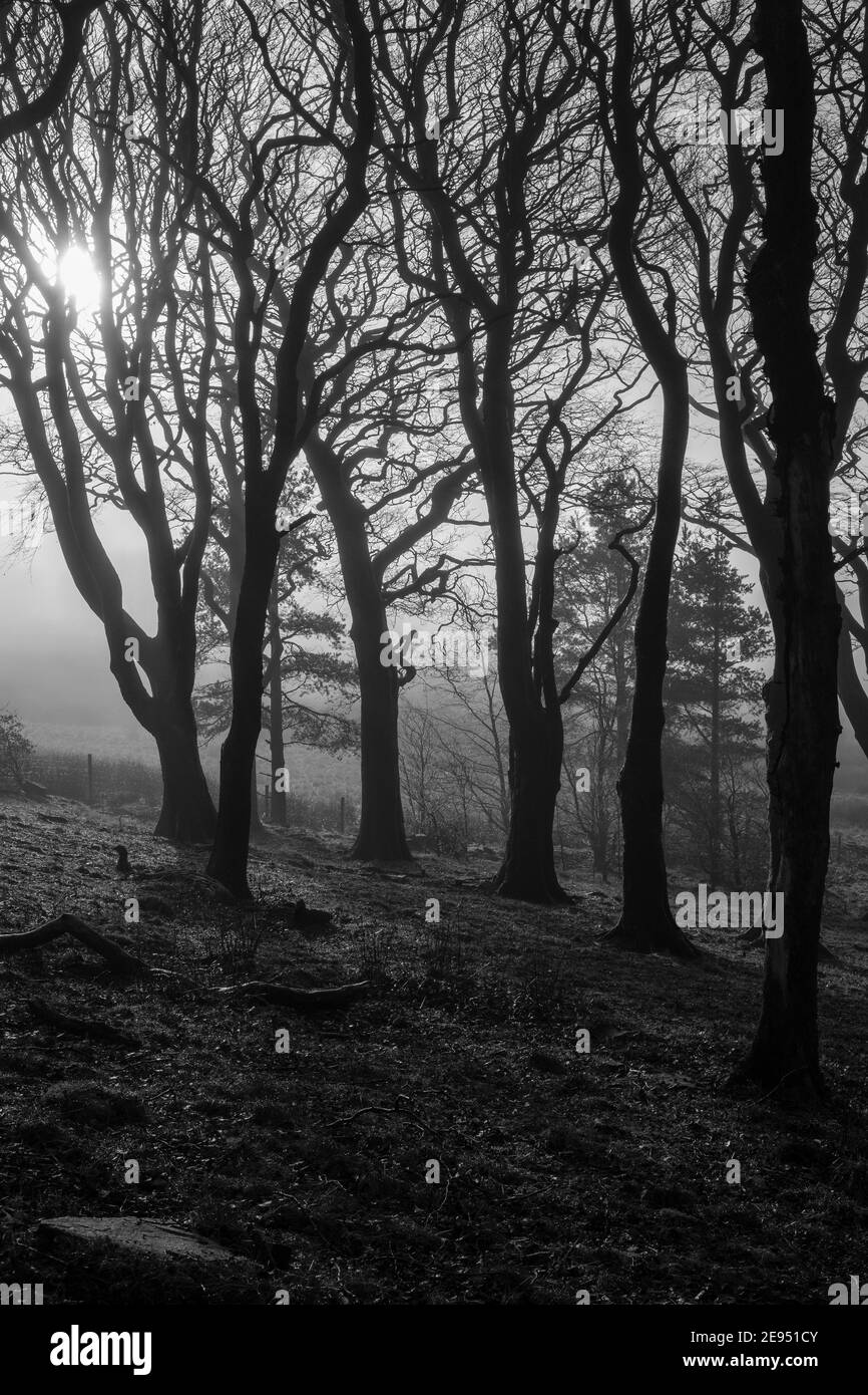 Eine Reihe von Bäumen auf Brinscall Moor in West Lancashire Stockfoto