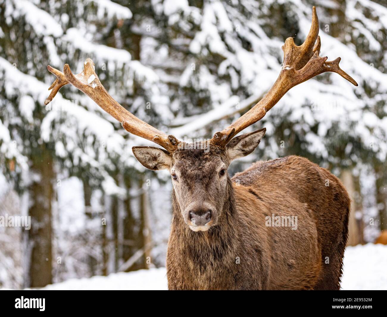 Junges Reh mit Geweih im Schnee Stockfoto