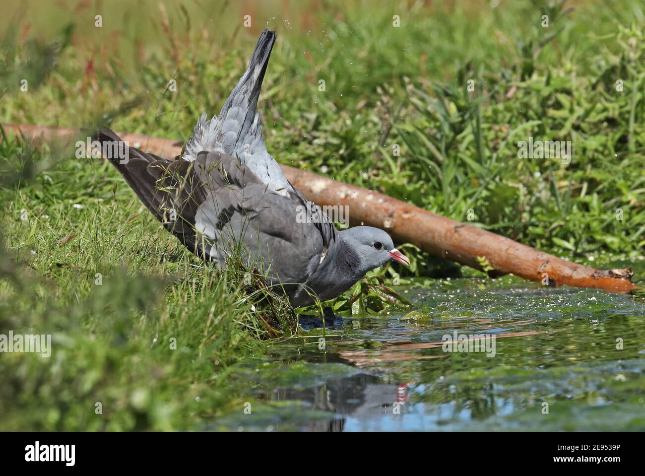 Stock Dove (Columba oenas oenas) Erwachsenen Baden an steilen Teich Eccles-on-Sea, Norfolk, Großbritannien Juni Stockfoto