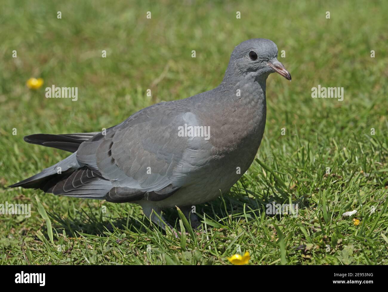 Stock Dove (Columba oenas oenas) jugendlich stehend auf kurzem Gras Eccles-on-Sea, Norfolk, Großbritannien Juni Stockfoto