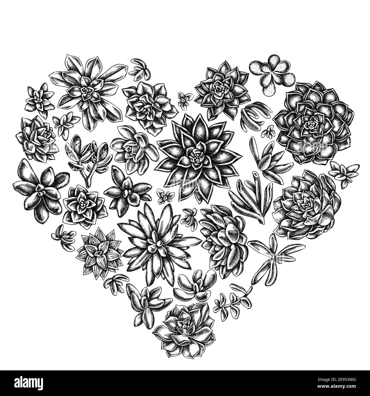 Herz florales Design mit schwarz-weiß saftig echeveria, saftig echeveria, saftig Stock Vektor