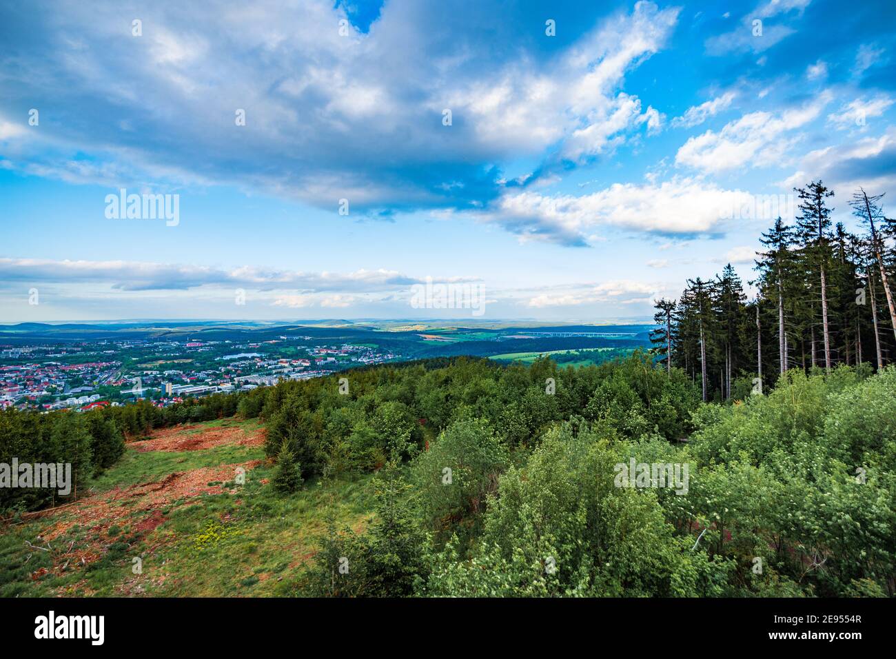 Kiefern im Thüringer Wald Stockfoto