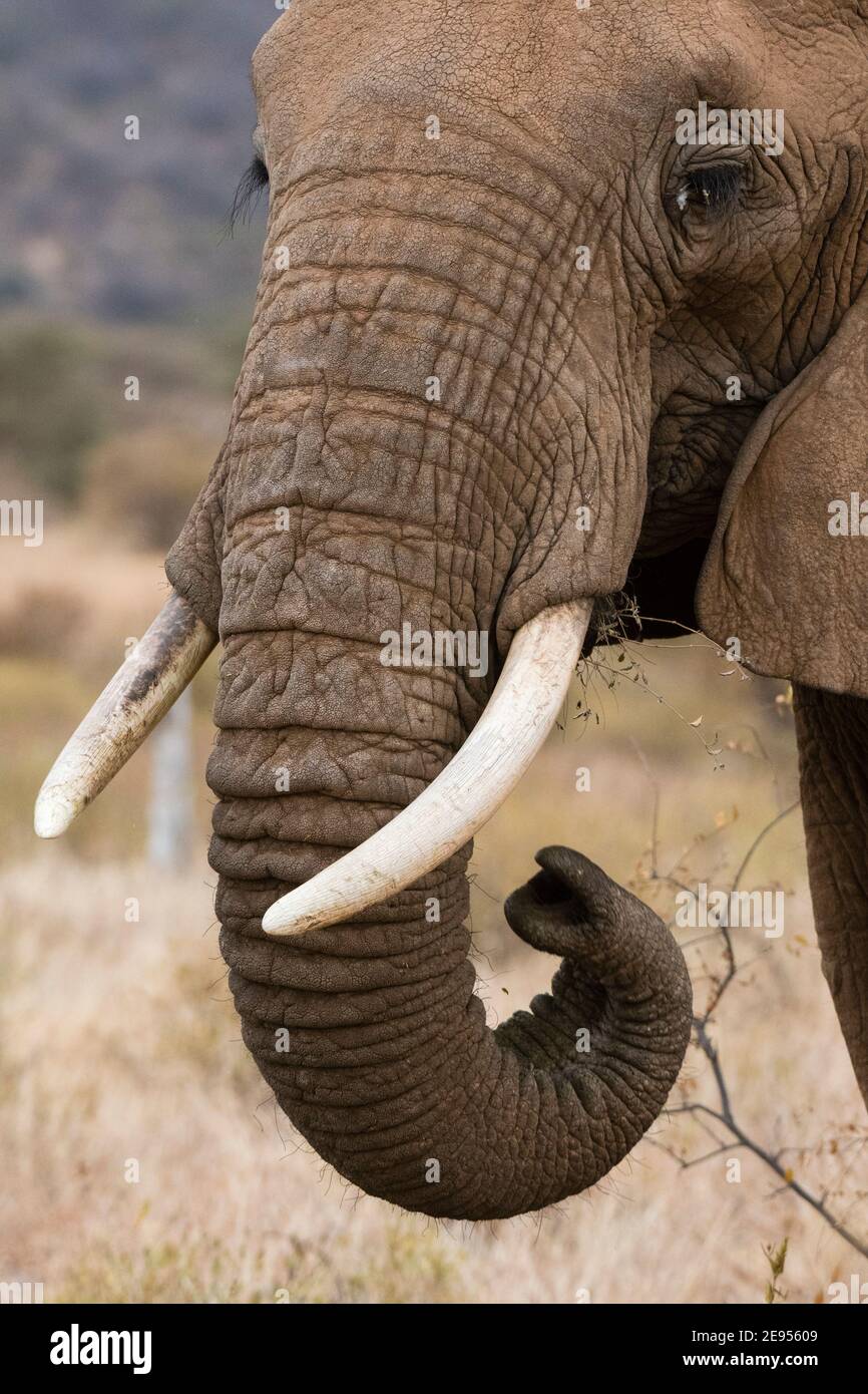 Afrikanischer Elefant (Loxodonta Africana), Kalama Conservancy, Samburu, Kenia. Stockfoto