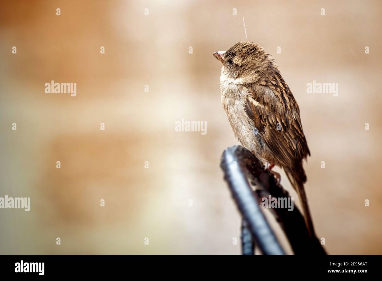 Sperling Vogel an einem regnerischen Tag, Toronto, Kanada Stockfoto