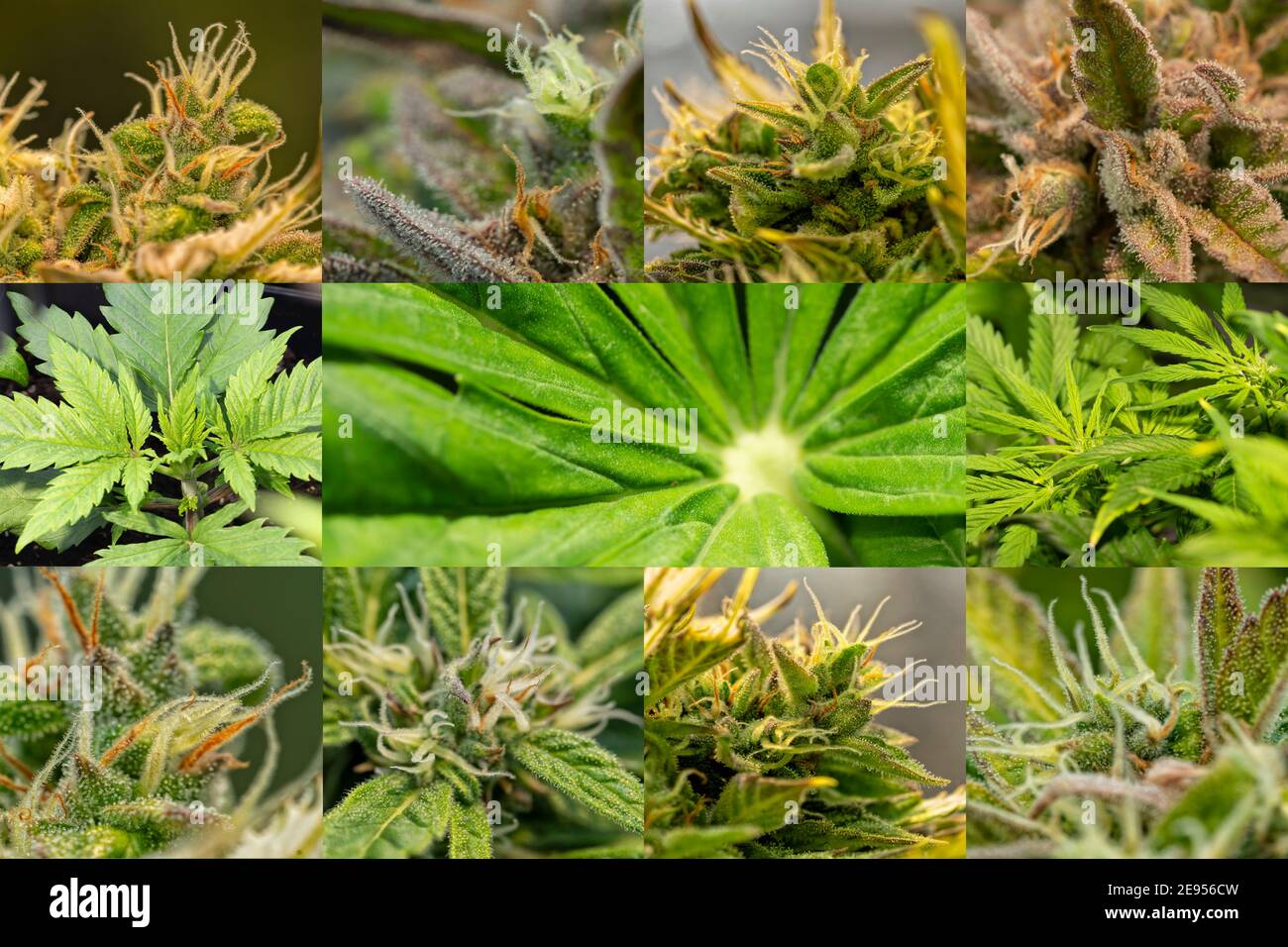 Collage mit Details verschiedener Cannabispflanzen Stockfoto