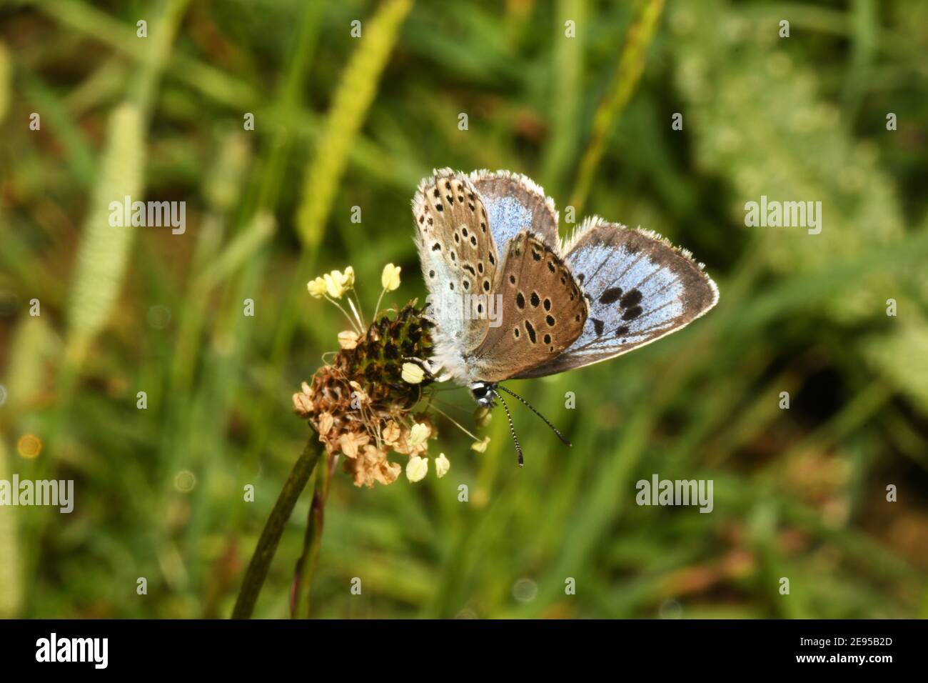 Großer blauer Schmetterling, "Glaucopsyche arion" am Collard Hill in Somerset Stockfoto