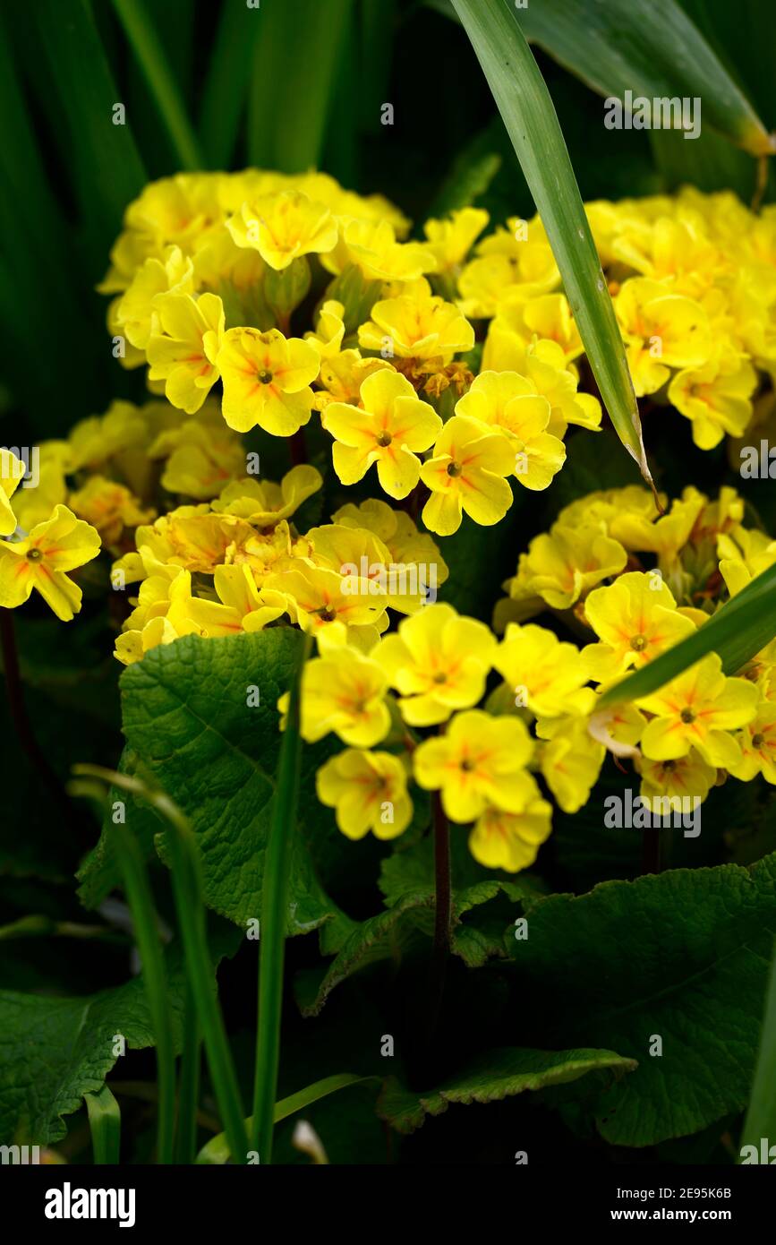 Primula Juni Blake, Primeln, Hybrid, Hybriden, Gelb, Primel, Primeln, spring flower, RM Floral Stockfoto