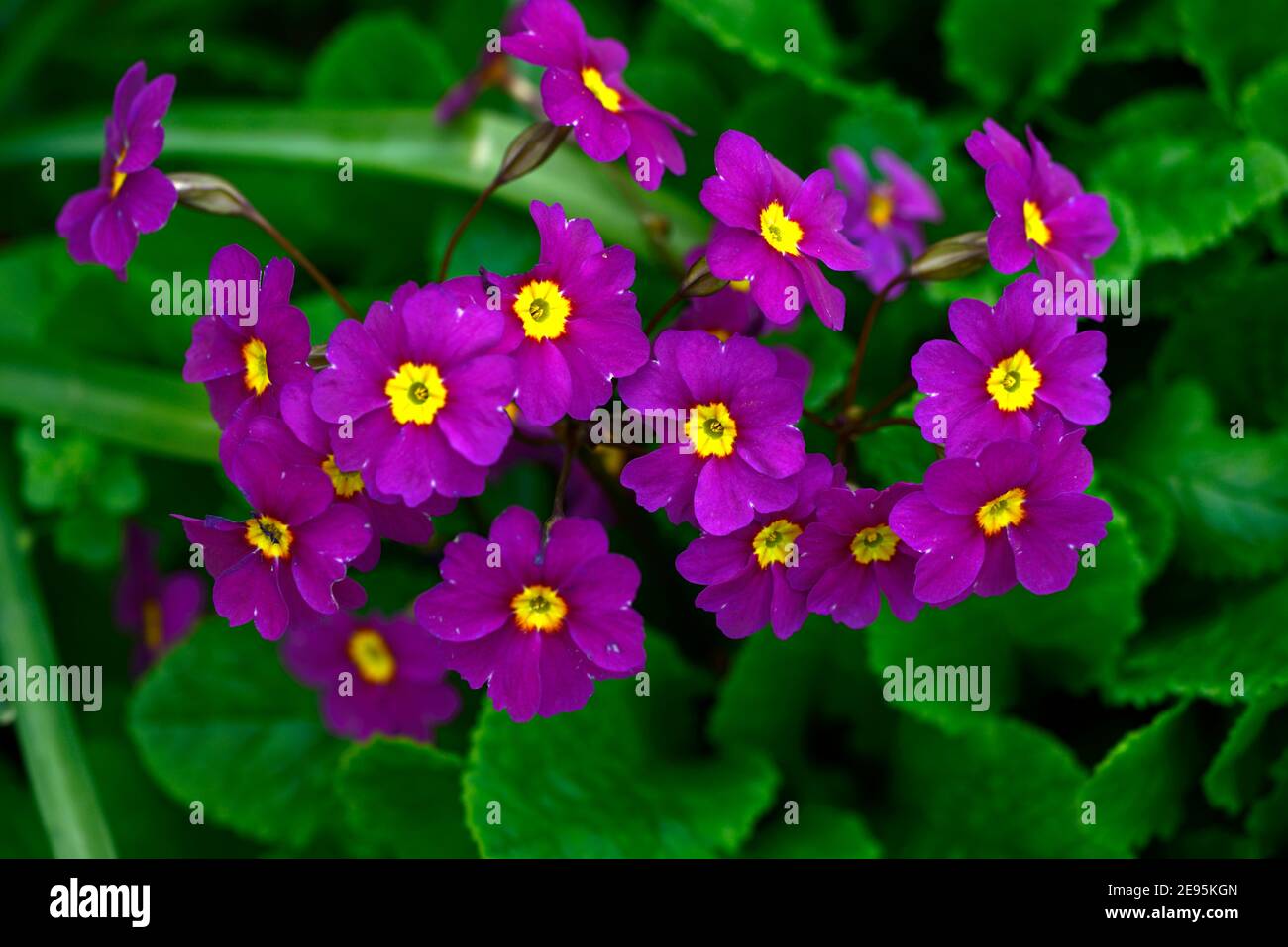 Primula Mrs F Neave, Magenta Blumen, Magenta mit gelben Auge, Blüte, Frühling im Garten, Zimmer mit Blumenmuster Stockfoto