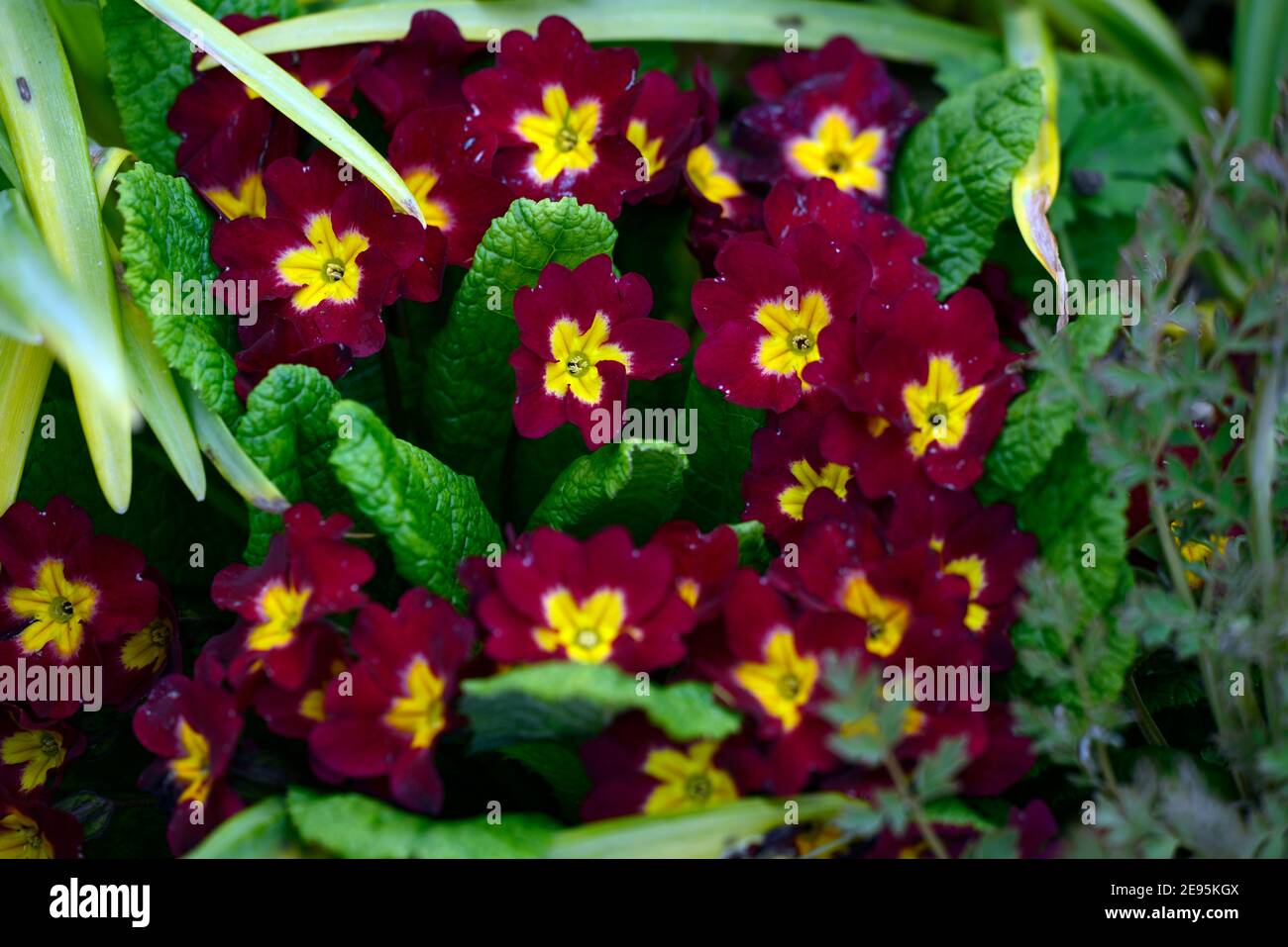 Primula Tartan Reds Gruppe, rote Primrose Blumen, rot mit gelben Auge, Blüte, Frühling in Der Garten, RM floral Stockfoto