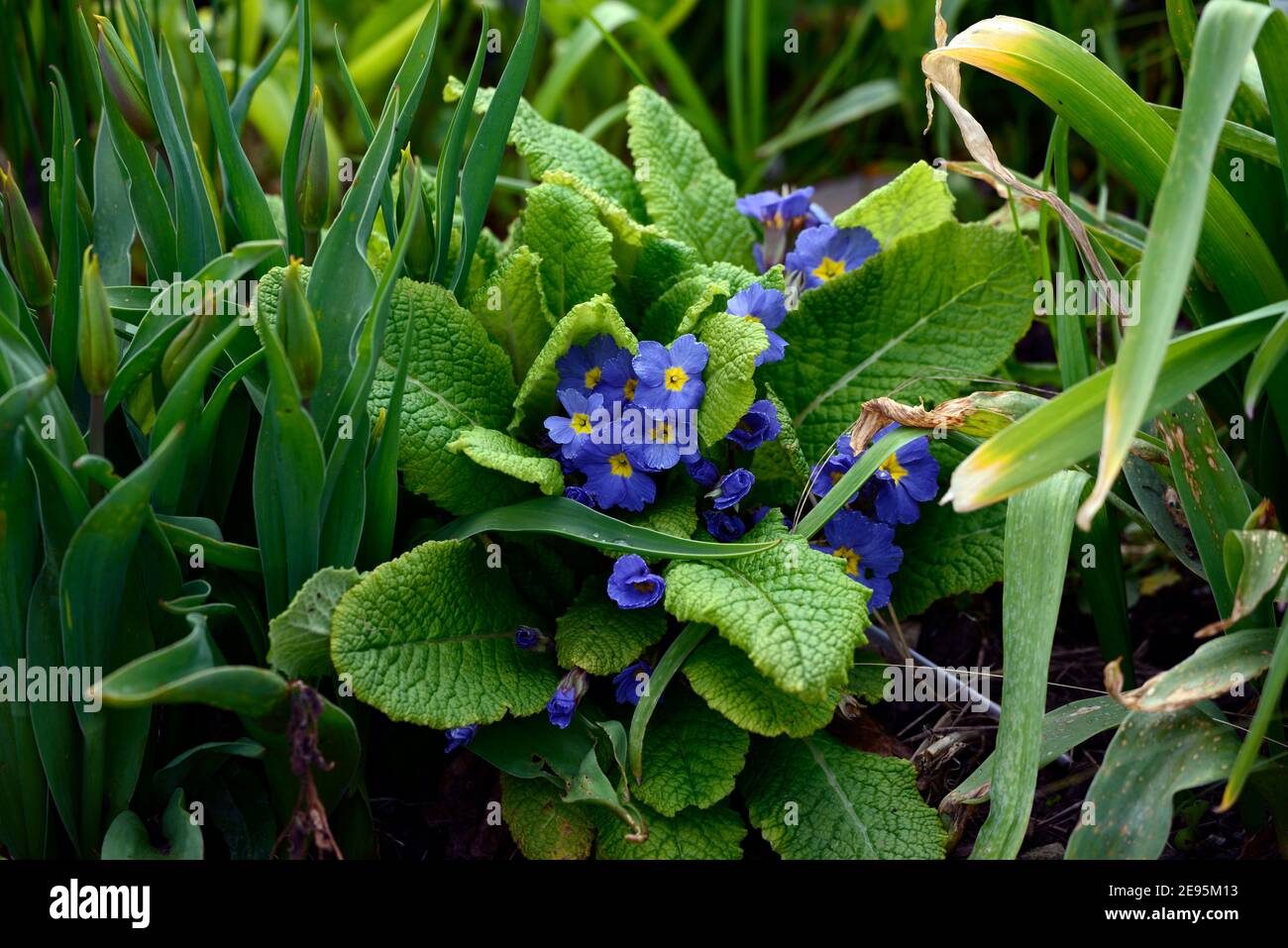 Primula vulgaris Hall Scheune Blau, Primel, Primulen, Primeln, blaue Blumen, gelbes Auge, blau mit gelbem Auge, Frühling Im Garten, RM floral Stockfoto