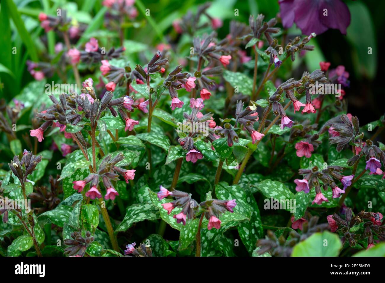 Pulmonaria angustifolia Beth's Pink, korallenrosa Blumen, blühend, lungwort, Stauden, Blume, blühend, Blumen, Frühling im Garten, Frühlingsgarten, RM f Stockfoto