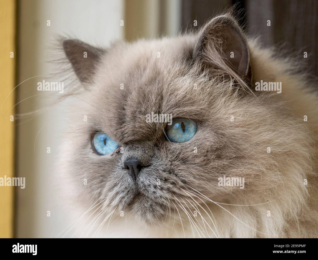 Schöne Erwachsene Ragdoll Katze mit neugierigen blauen Augen und flauschigen weißen Fell Blick auf die Kamera mit geneigtem Kopf. Stockfoto