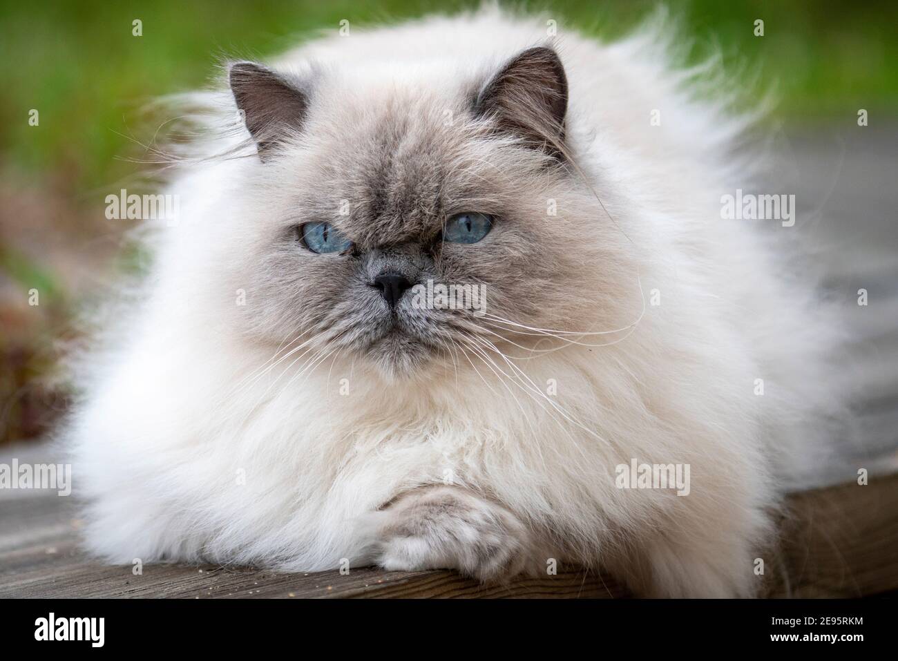 Schöne Erwachsene Ragdoll Katze mit neugierigen blauen Augen und flauschigen weißen Fell Blick auf die Kamera mit geneigtem Kopf. Stockfoto