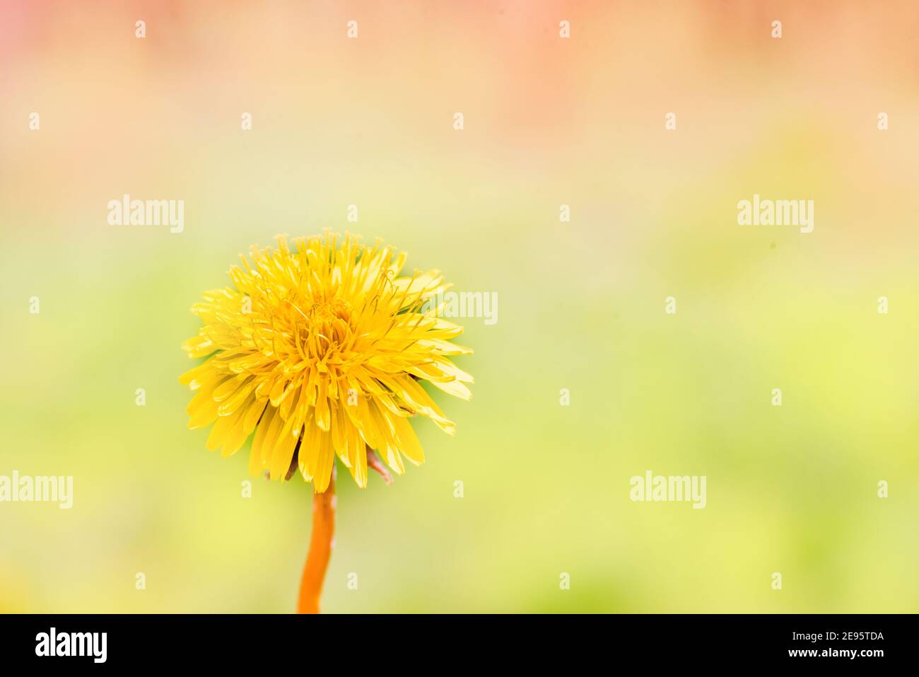 Dandelionen im Garten, weiße Samenkugel. Nahaufnahme mit Bokeh.EINE Knospe, eine Blume blüht, Samen. Lebenszyklus. Phasen des Lebens, Jahreszeiten. Kindheit und Jugend Stockfoto