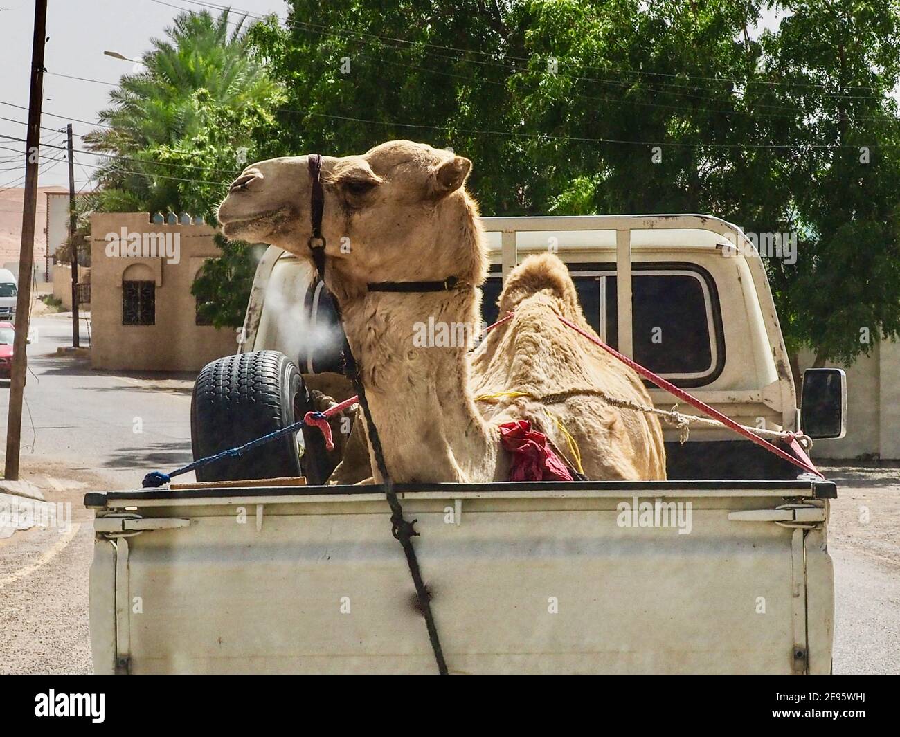 Camel genießt es, auf dem Rücken eines Jeeps in Ash-Sharqiyya, Oman transportiert zu werden. Stockfoto