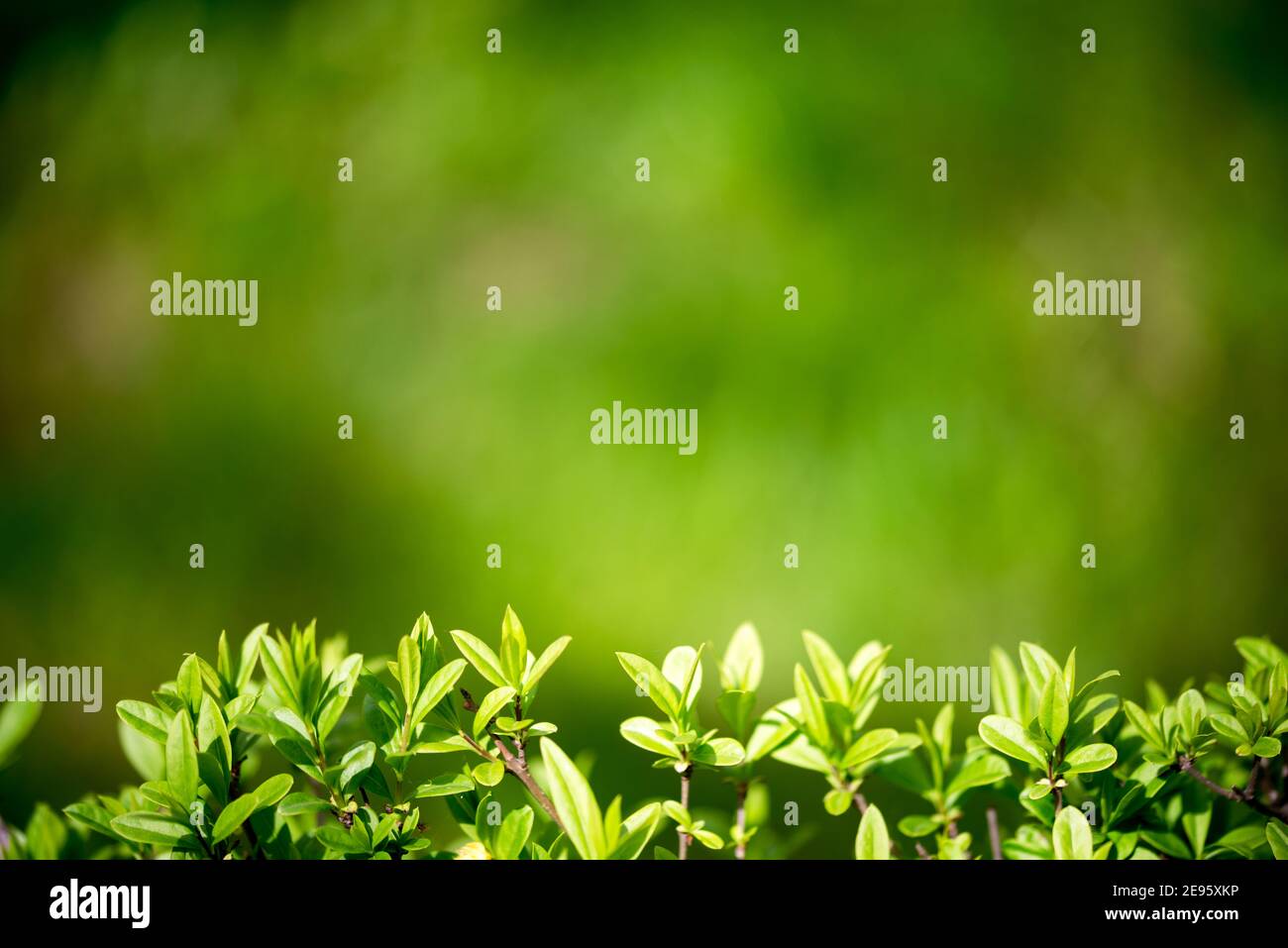 Hintergrund für Design mit Strauchblättern. Schöner Hintergrund mit viel Grün. Nture Hintergrund. Stockfoto