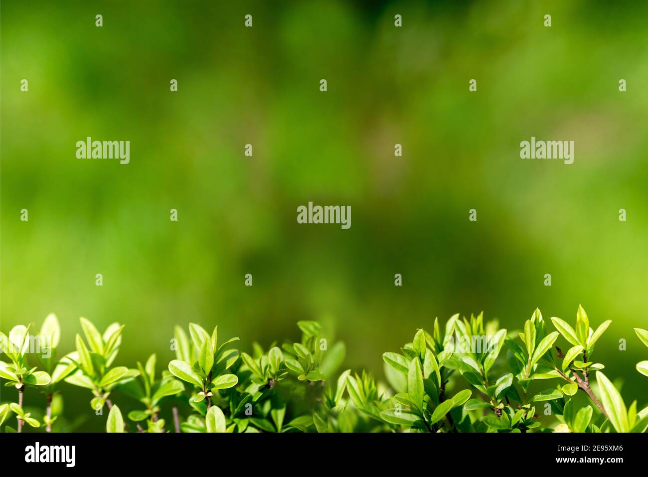 Hintergrund für Design mit Strauchblättern. Schöner Hintergrund mit viel Grün. Nture Hintergrund.Nahtloser Bannerrand Stockfoto