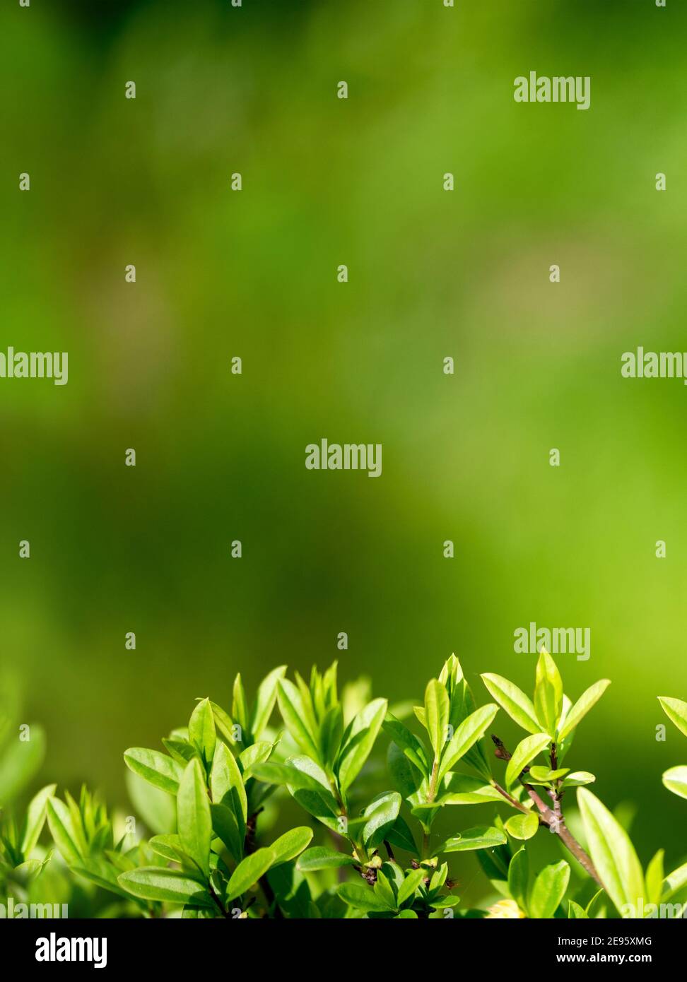Vertikaler Hintergrund für Design mit Strauchblättern. Schöner Hintergrund mit viel Grün. Nture Hintergrund. Stockfoto