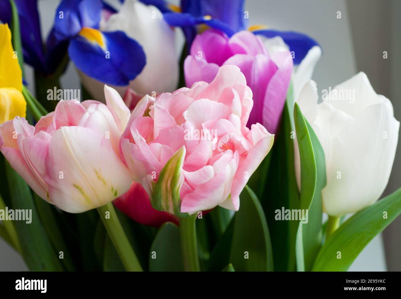 Schönes Bouquet von bunten Tulpen und Iris. Pfingstrose rosa Tulpen Nahaufnahme. Stockfoto