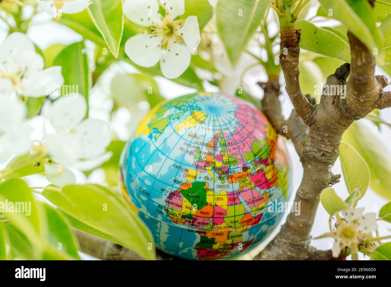 Globe in einem blühenden Baum. Sakura- oder Apfelbaumblüten. Rette die Natur. Umwelt. 22. April Erde Tag Thema. Sommertag, Konzept der Ökologie und Stockfoto