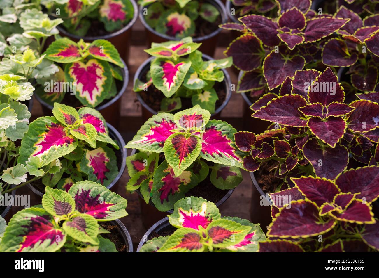Coleus blumei oder bemalte Brennnessel wächst in Töpfen im Gewächshaus Stockfoto