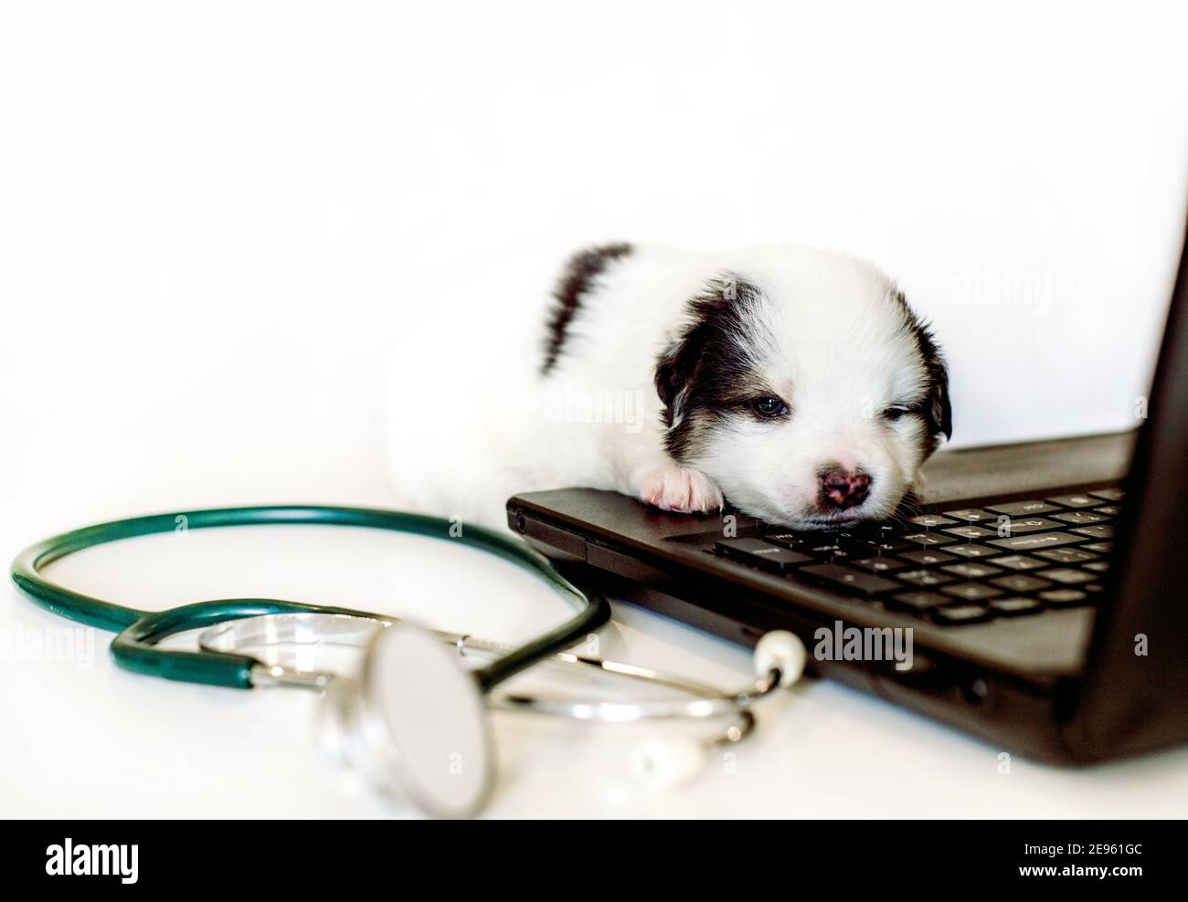 Niedlicher Welpe an den Händen bei einem Tierarzt. Laptop und Stethoskop auf dem Tisch. Niemand hier. Pflege für ein Haustier. Online-Beratung. Kleiner roter Hund auf Weiß Stockfoto