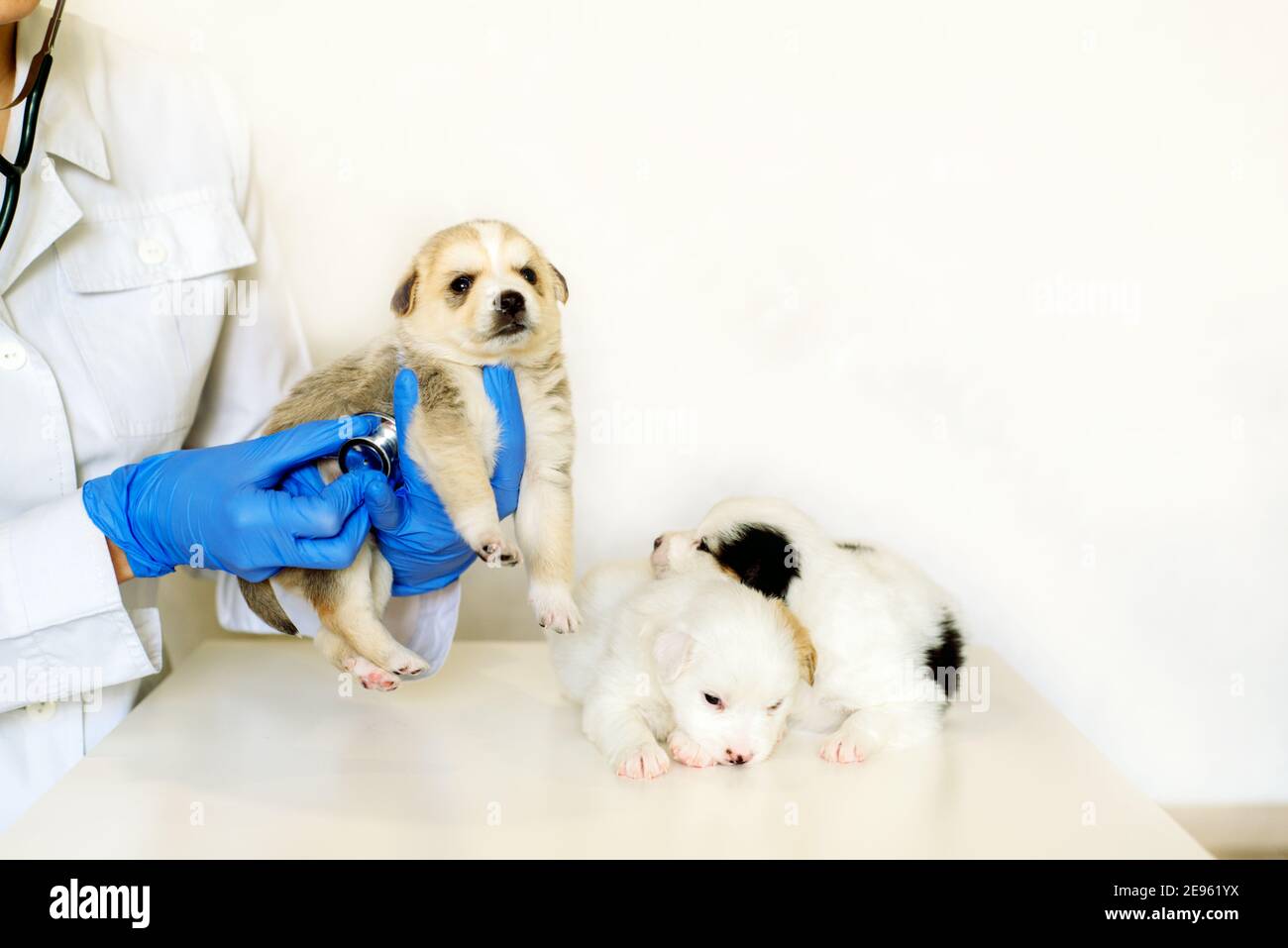 Lächelnder Tierarzt, der einen niedlichen Hund im medizinischen Büro untersucht.Tierpflege in der Tierklinik. Mongrel, reinrassige Hündin Stockfoto