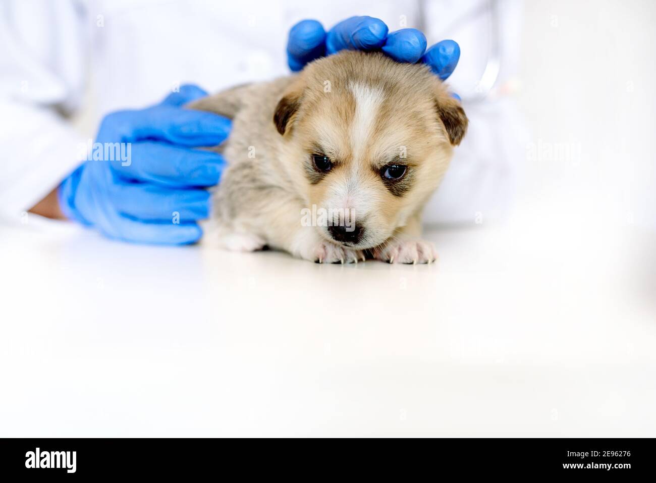 Lächelnder Tierarzt, der einen niedlichen Hund im medizinischen Büro untersucht.Tierpflege in der Tierklinik. Mongrel, reinrassige Hündin Stockfoto