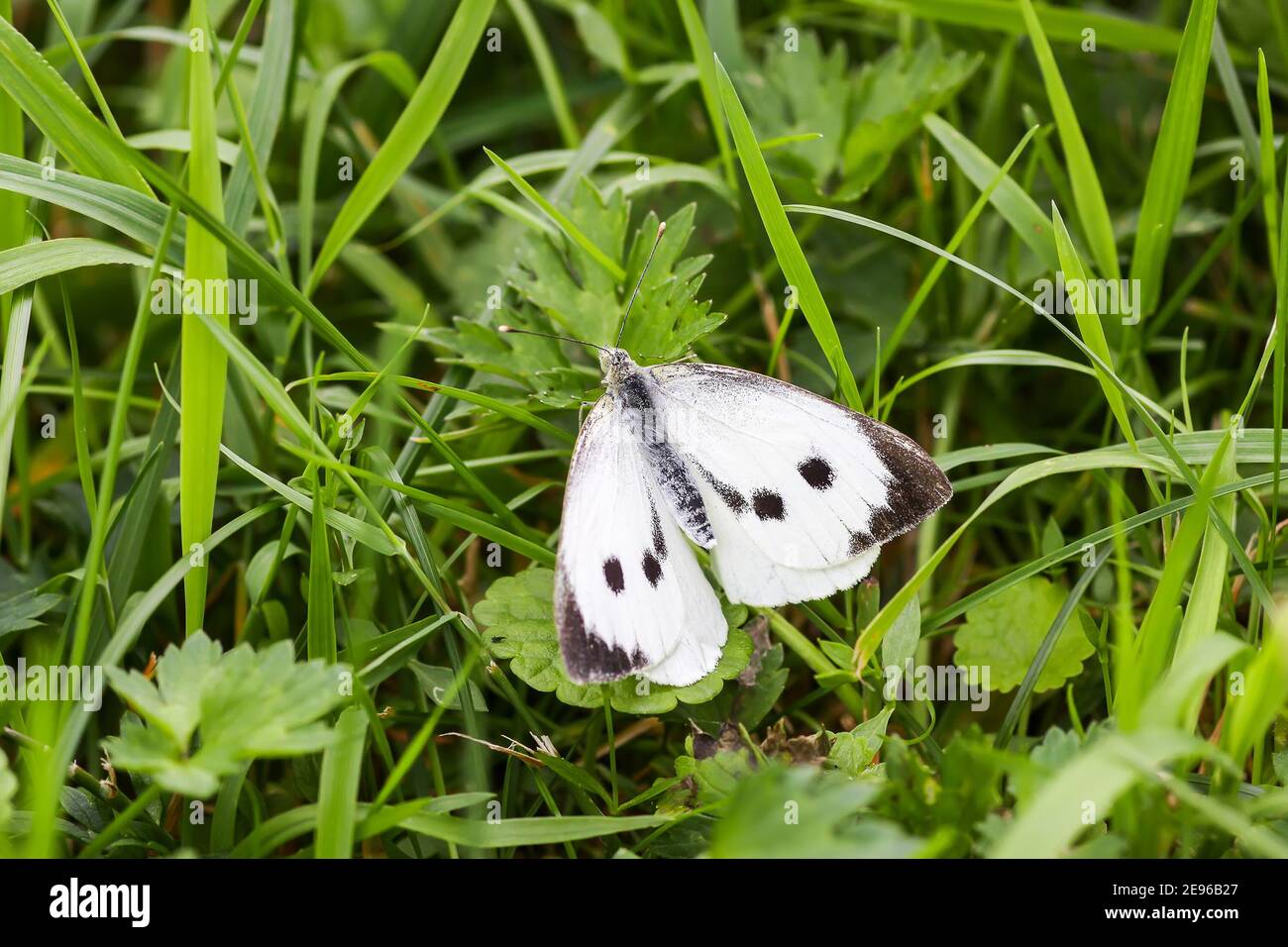 Große Weißkohlschmetterling oder Pieris brassicae in einem grünen Sommerrasen Stockfoto