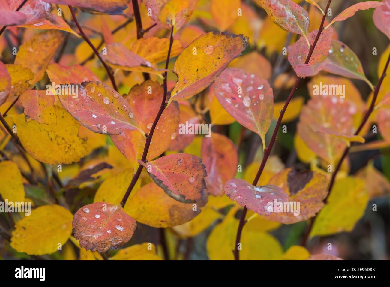 Saskatoon Berry, Amelanchier alnifolia, Herbstblätter im Kootenay National Park in den kanadischen Rockies, British Columbia, Kanada Stockfoto