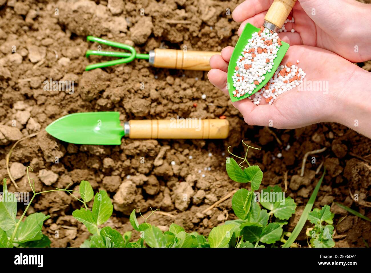 Mädchen Farmer gießt Dünger in ihre Hände. Pflanzen und Füttern, Ernte auf dem Bauernhof. Junge grüne Erbsen.Frühling und Sommer landwirtschaftliche Arbeit auf der Stockfoto