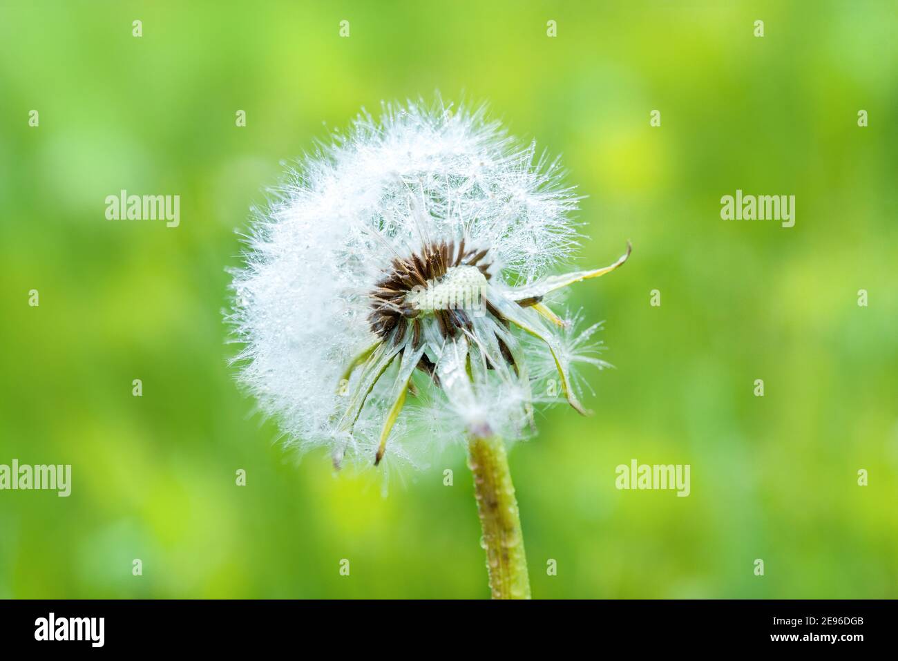 Nahaufnahme der Samen von Dandelion auf grünem, natürlichem Hintergrund. Makro.Grün verwischen Bokeh Hintergrund. Stockfoto