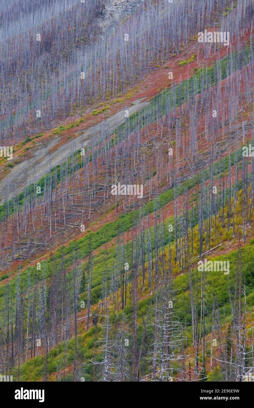 Farbenfrohe Berghänge mit alten, von Waldbränden getöteten Bäumen entlang des Floe Lake Train, Kootenay National Park in den Kanadischen Rockies, British Columbia, Cana Stockfoto