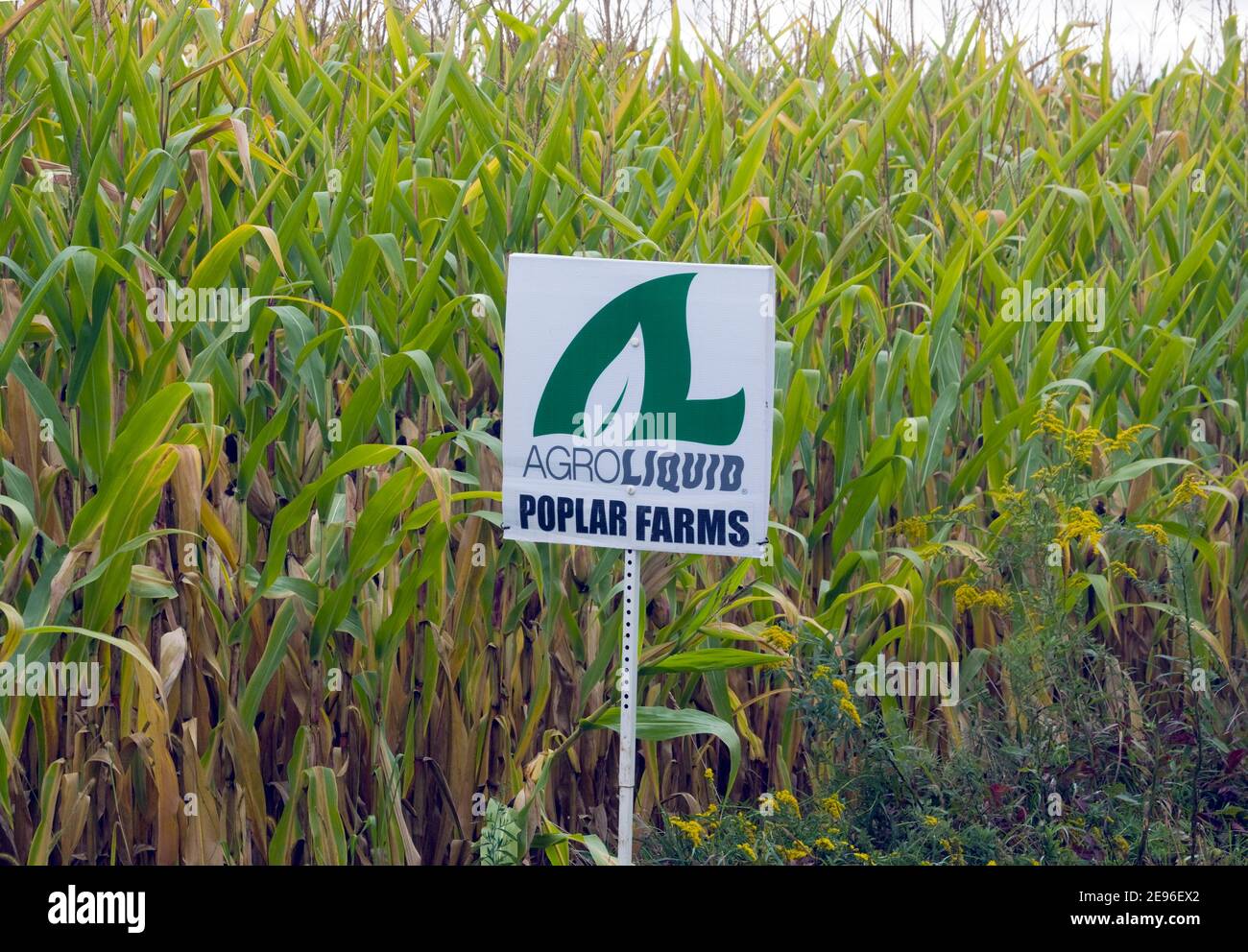 Schild Werbung Agroliquid Flüssigdünger im Maisfeld verwendet. Stockfoto