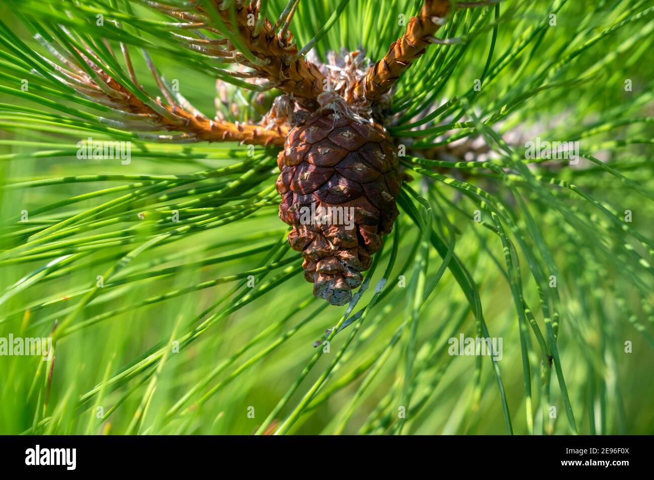 Reifer Rotkiefer-Kegel, Pinus resinosa, Rotkiefer ist einhäusig und trägt sowohl männliche als auch weibliche Blüten. Auch Norway Pine oder Canadian Pine genannt. Stockfoto