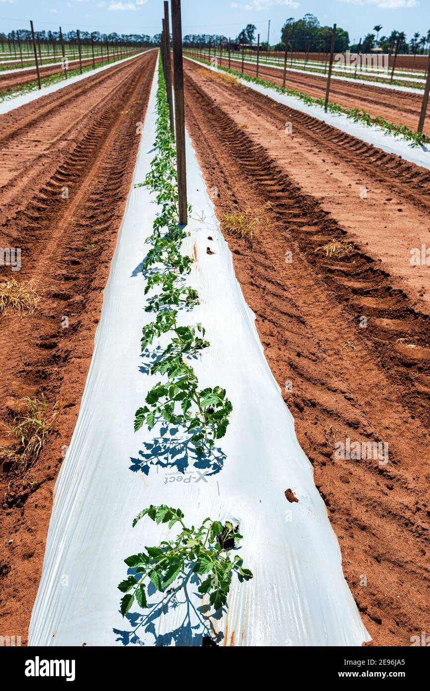 Tomatenpflanzen, die auf einer Plantage in der Nähe von Bundaberg, Queensland, QLD, Australien wachsen Stockfoto