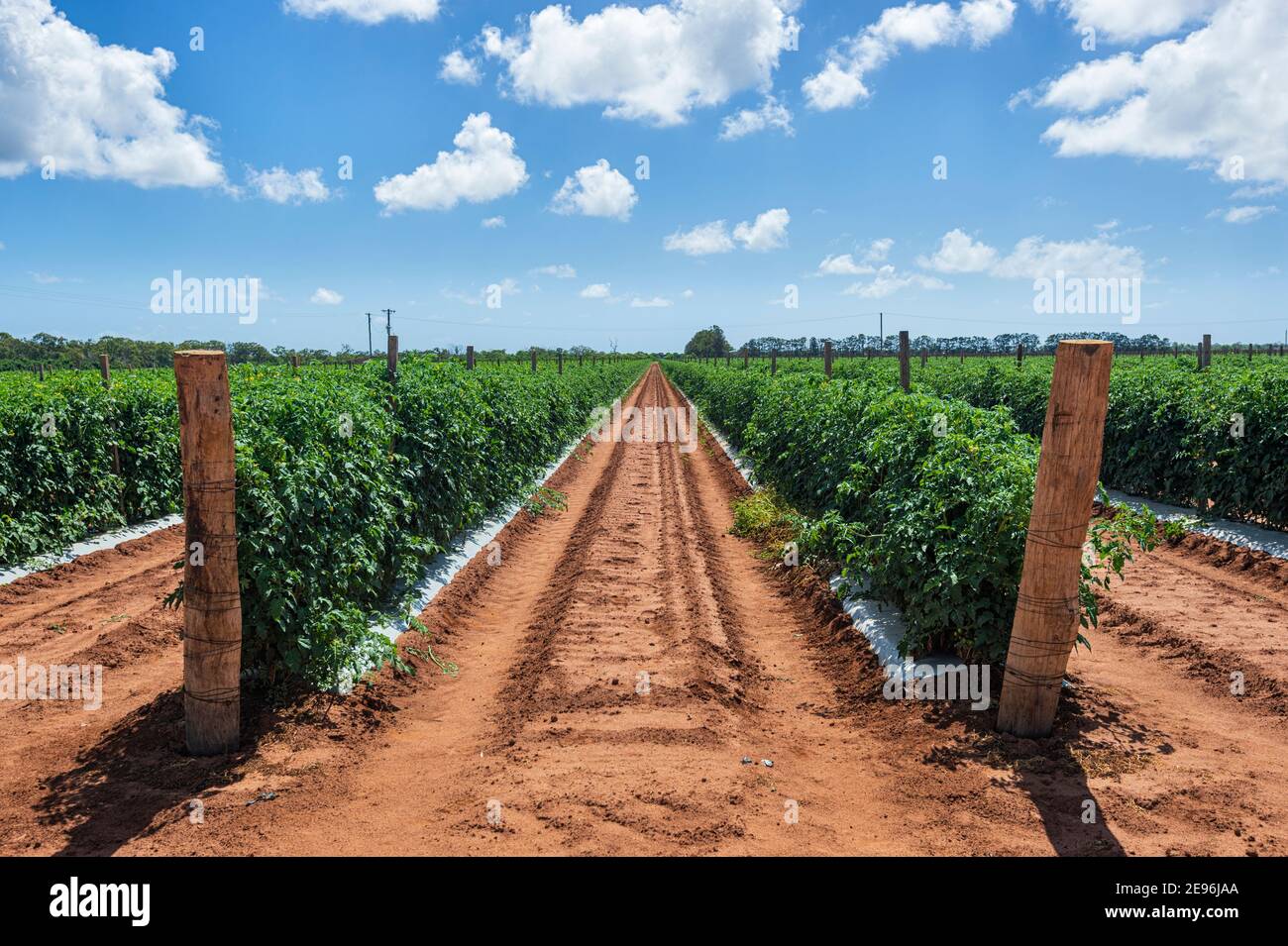 Tomatenpflanzen, die auf einer Plantage in der Nähe von Bundaberg, Queensland, QLD, Australien wachsen Stockfoto