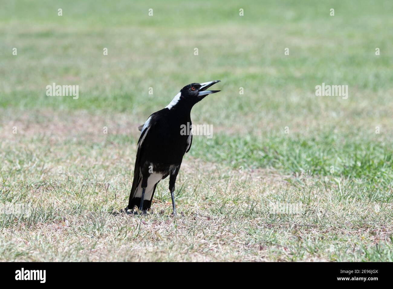 Australische Elster (Cracticus tibicen) mit offenem Schnabel am Boden, Queensland, QLD, Australien Stockfoto