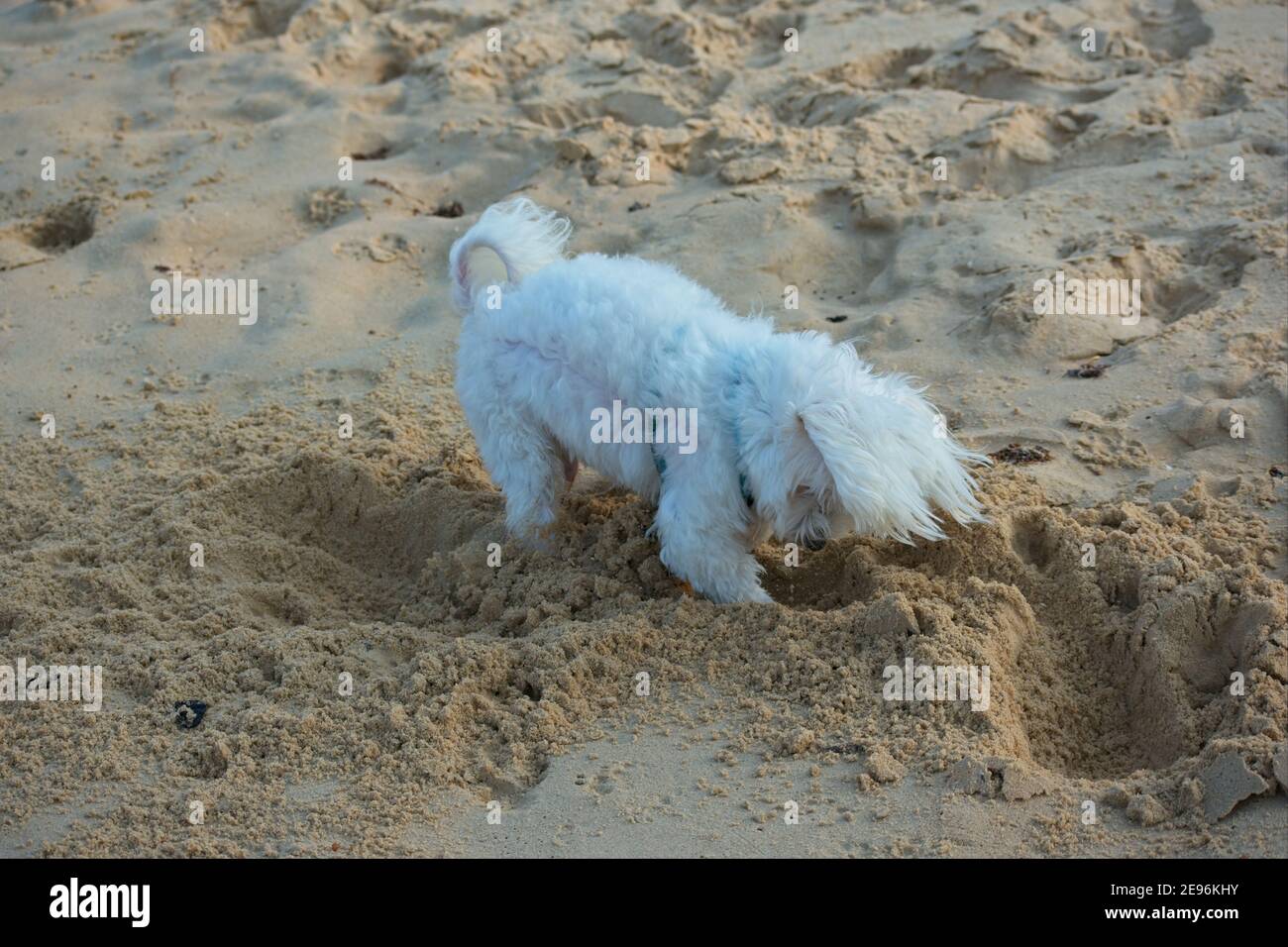 Weiß maltesischen Hund mit Spaß Graben ein Loch auf die Strand Stockfoto