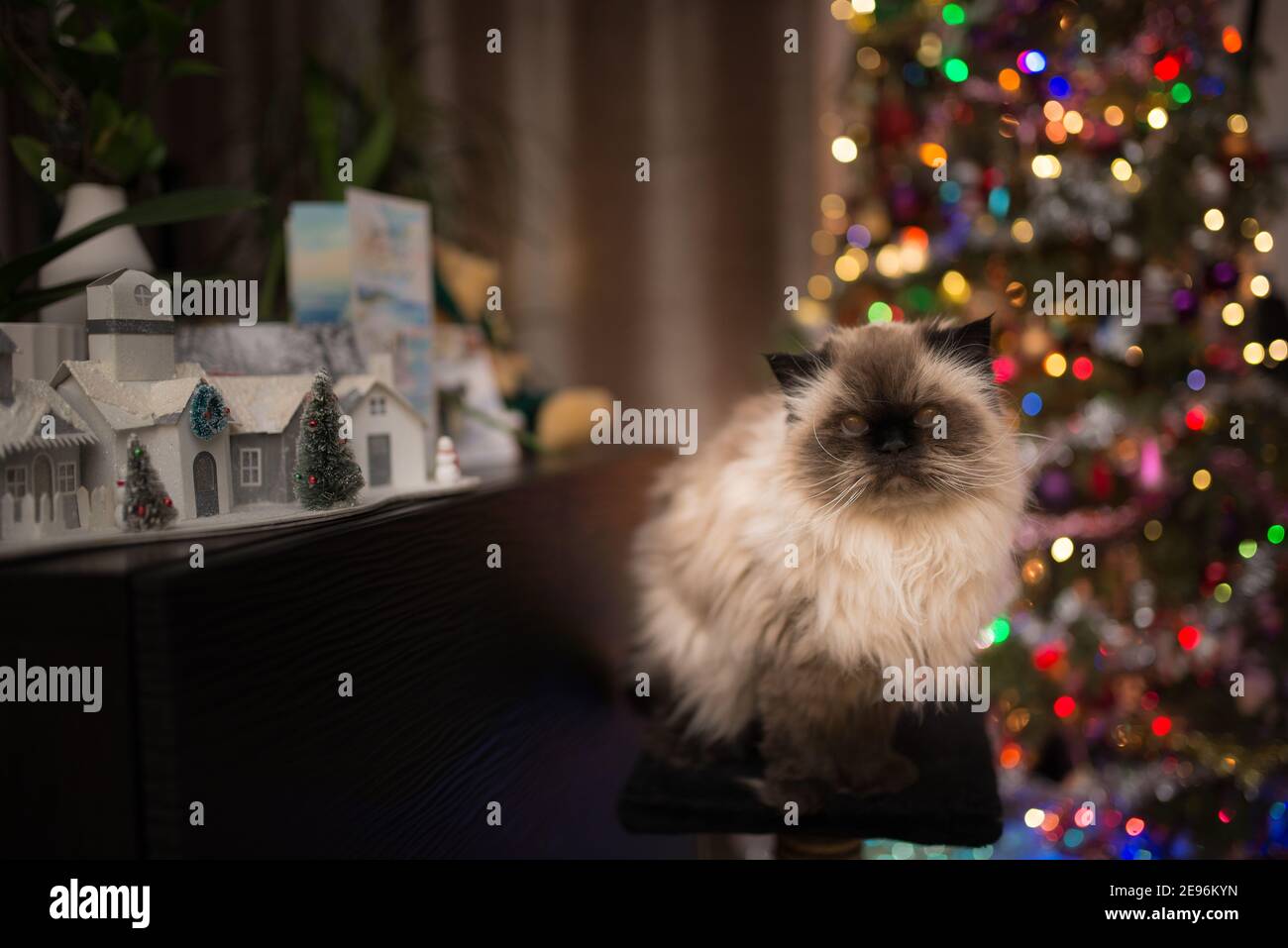 Porträt einer Himalaya-Katze vor Weihnachten Baum und Weihnachtsdekoration Stockfoto