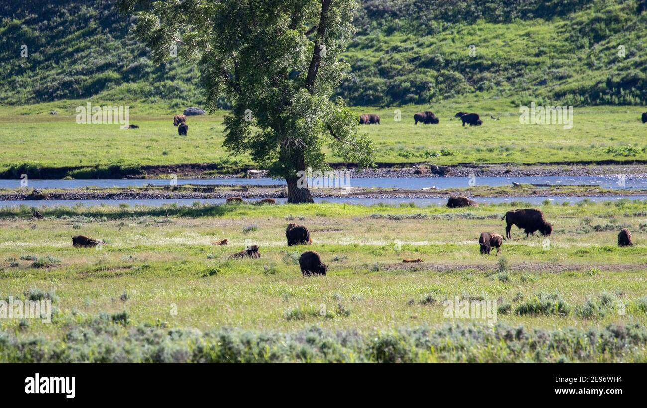 Bisons im Yellowstone Stockfoto