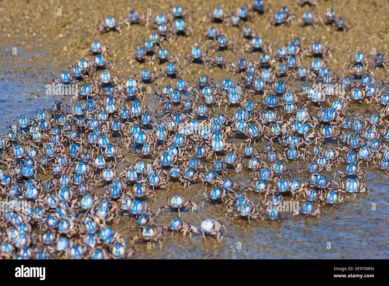 Hellblaue Soldatenkrabben (Mictyris longicarpus) beim Sandwandern in Beachmere, Queensland, QLD, Australien Stockfoto