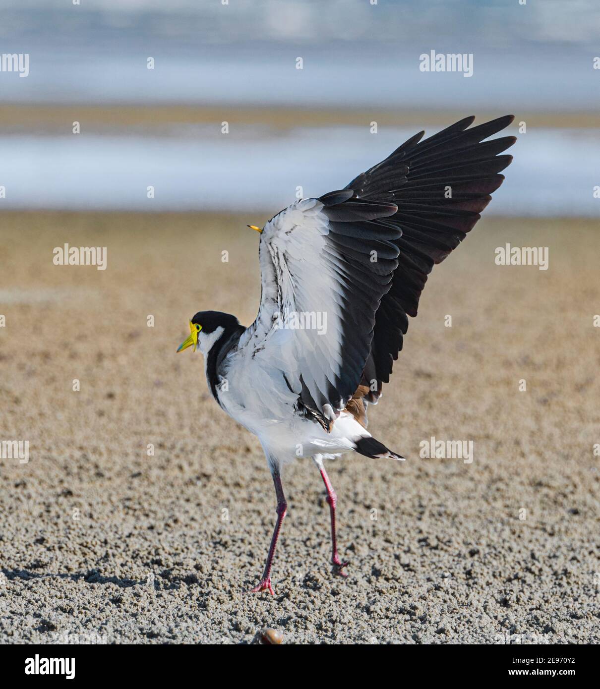 Masked Plover oder Masked Lapwing (Vanellus Miles) Stretching und zeigt seine Flügel Sporn, Beachmere, Queensland, QLD, Australien Stockfoto