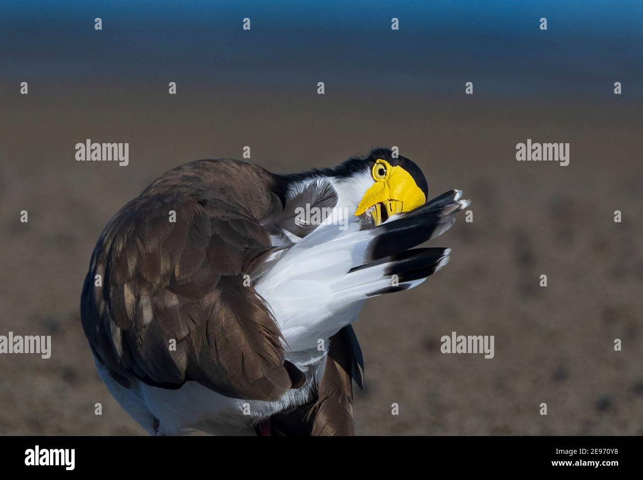 Masked Plover oder Masked Lapwing (Vanellus Miles) Preening, Beachmere, Queensland, QLD, Australien Stockfoto