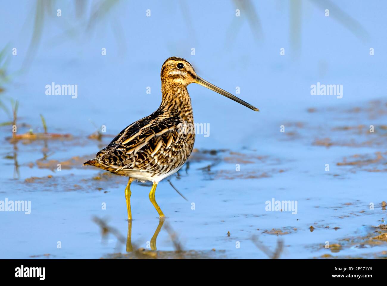 Die gewöhnliche Schnepfe ist ein kleiner, stämmiges Watvogel, der in der Alten Welt beheimatet ist. Der wissenschaftliche Name gallinago ist Neues Latein für einen Holzhahn oder Schnepfenschnauze aus dem Lateinischen galli Stockfoto