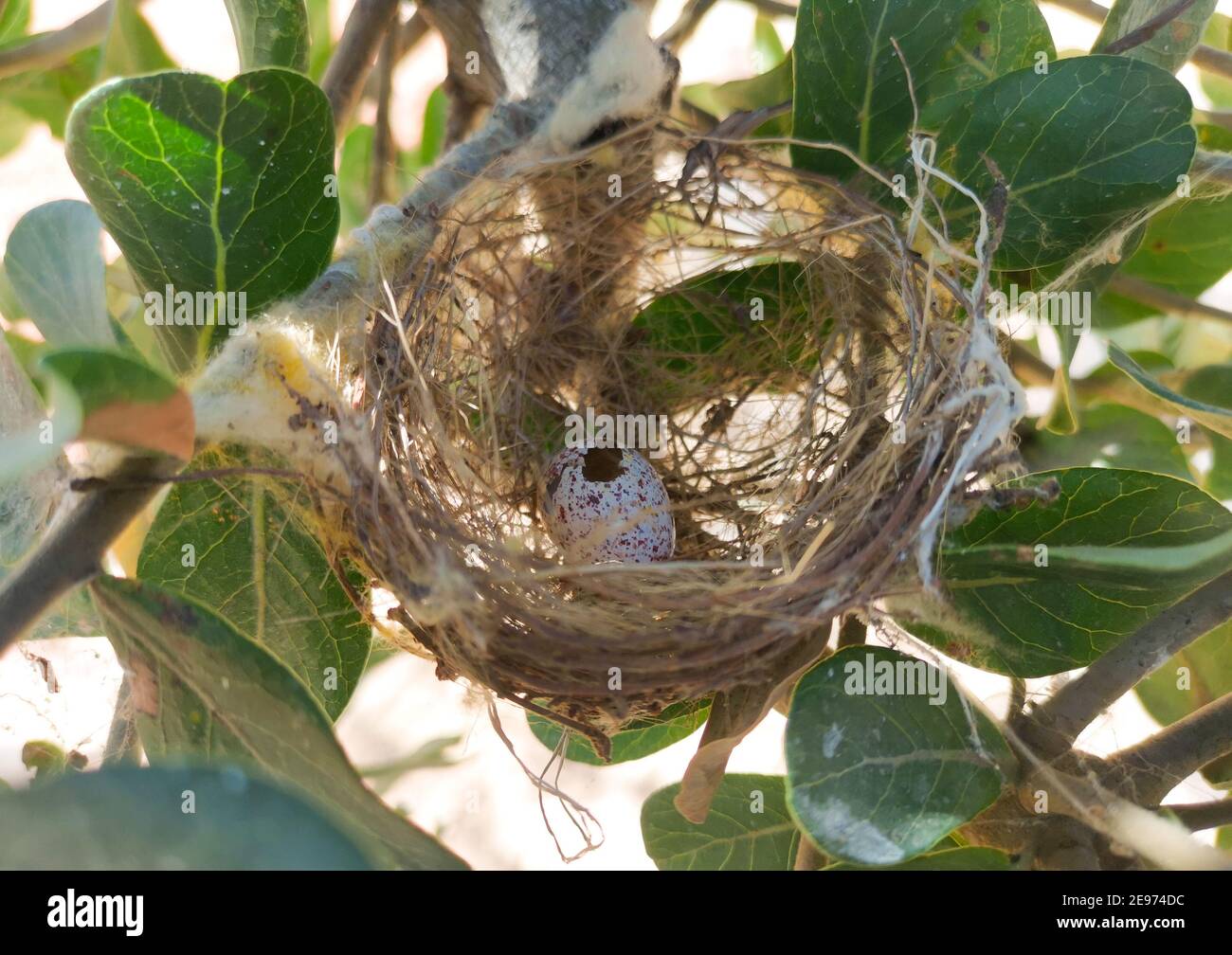 Das Vogelei, von dem der Babyvogel weggeflogen ist. Altes Vogelnest auf Ästen Stockfoto