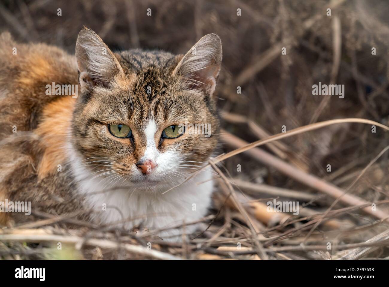 Porträt einer dreifarbigen niedlichen Hauskatze Stockfoto