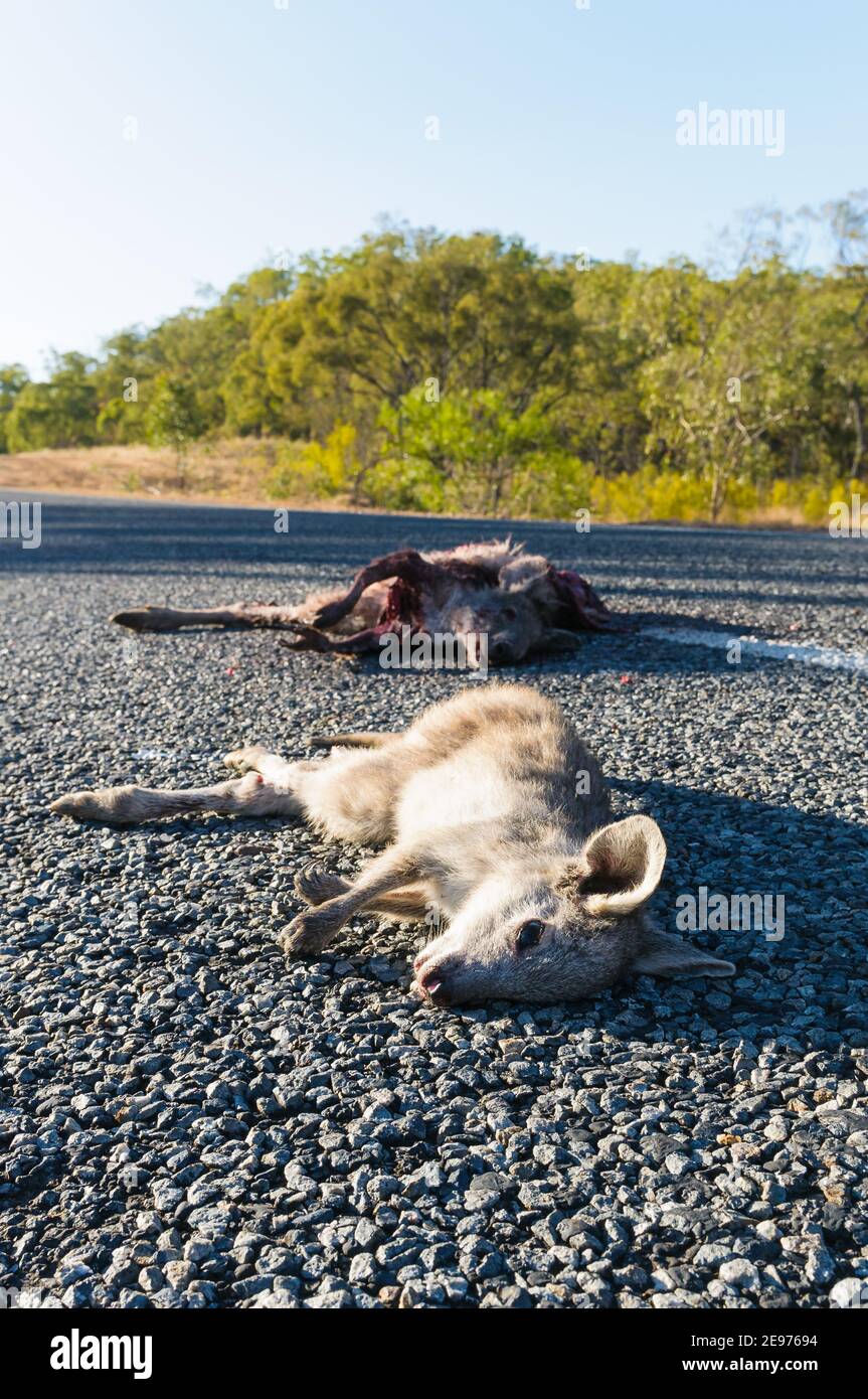 Niedrige schräge Ansicht eines toten jungen Wallaby Joey, zusammen mit seiner Mutter auf einem Abschnitt einer Outback Bitumen Straße in Queensland, Australien. Stockfoto