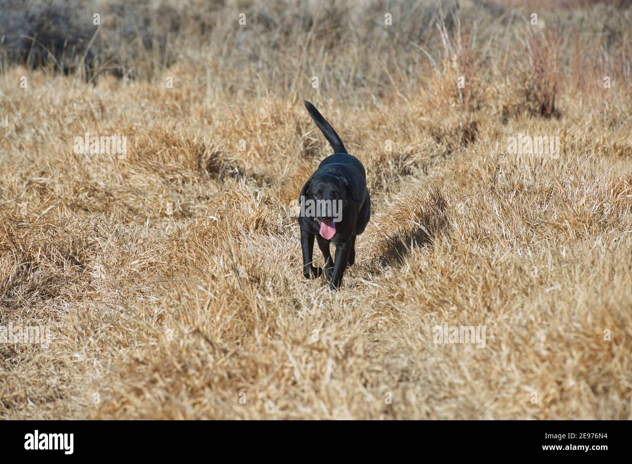 Schwarzer Labrador Retriever läuft Stockfoto