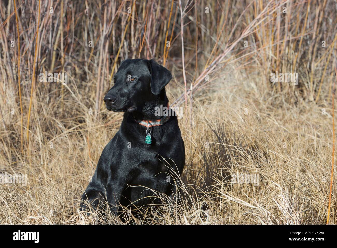 Schwarzer Labrador Retriever sitzt Stockfoto